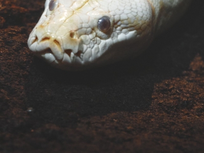 Tijgerpython - De Zonnegloed - Dierenpark - Dieren opvangcentrum - Sanctuary